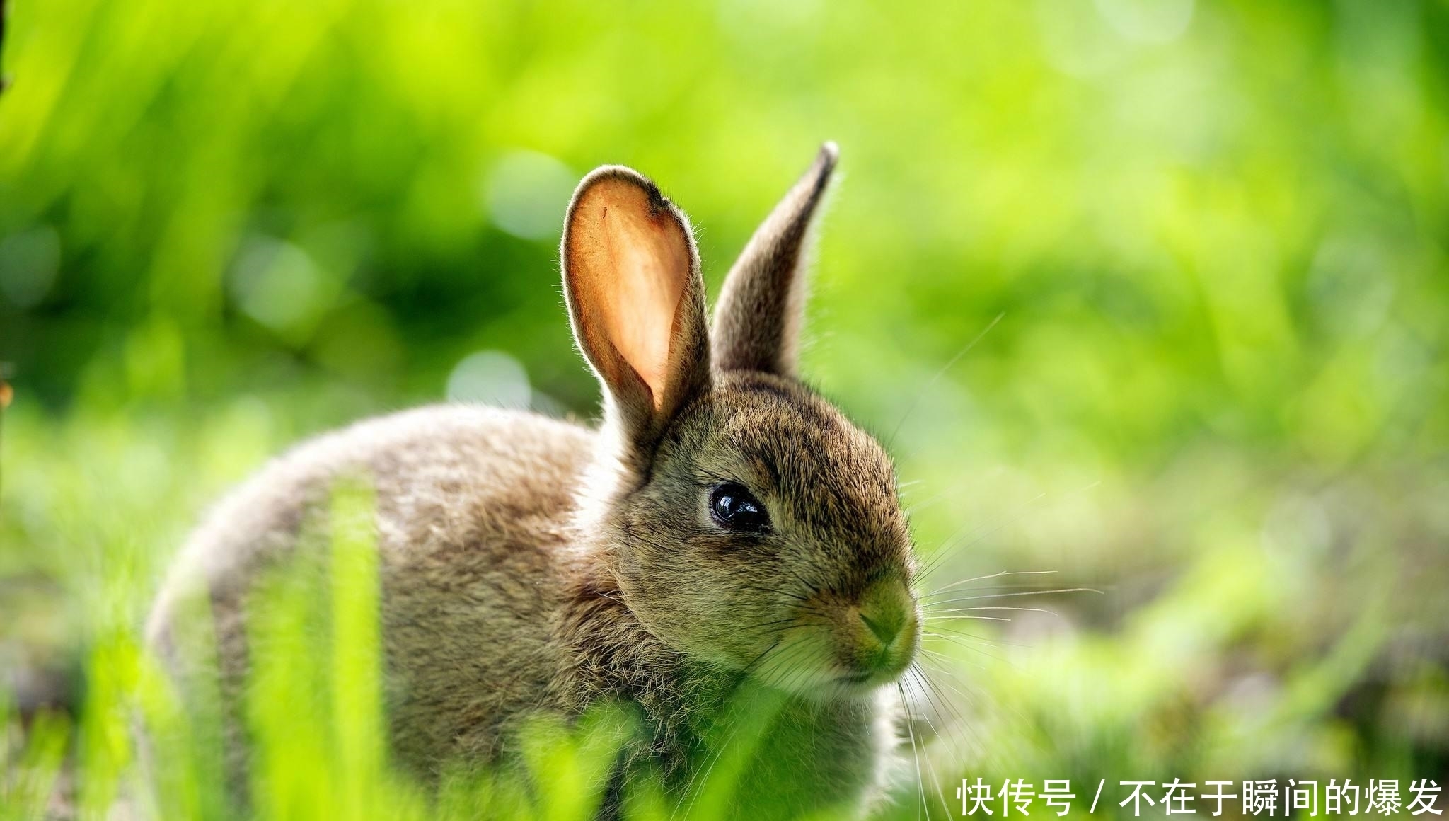 野兔是保护动物吗