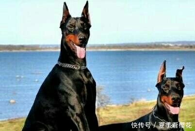 狗类智商排名_狗智商排名(2)