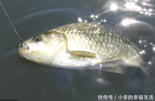 下雨天和雨后如何钓鱼和搭配饵料