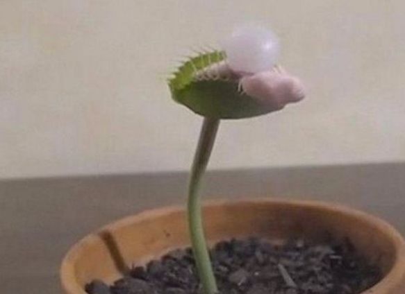 男子喂捕蝇草吃口香糖,结果随后的一幕令人难以置信