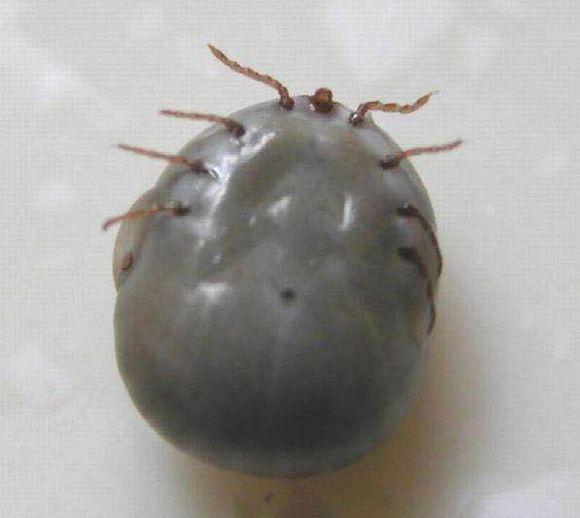 蜱虫最多的狗狗图片 t0153f318fd7b4d5898.jpg?size=580x518