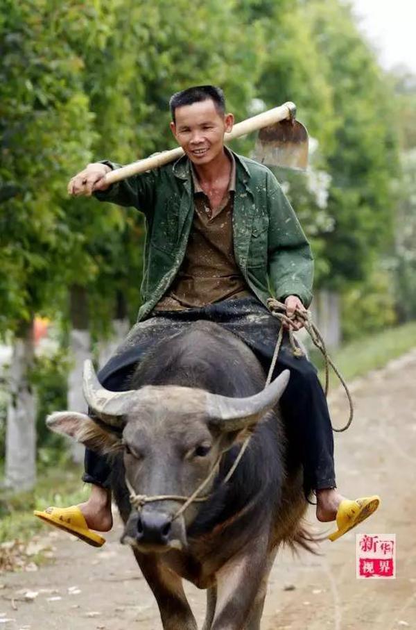 在广西柳州市柳城县大埔镇木桐村,一名农民骑着水牛下田.