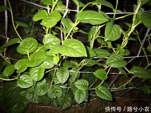 木耳菜营养高,口感爽脆如木耳!种植利润高,亩产