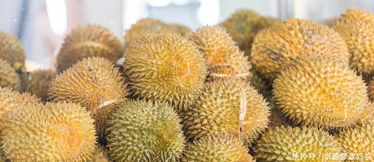 一棵榴莲树能结300个榴莲,农民售价这么高不如