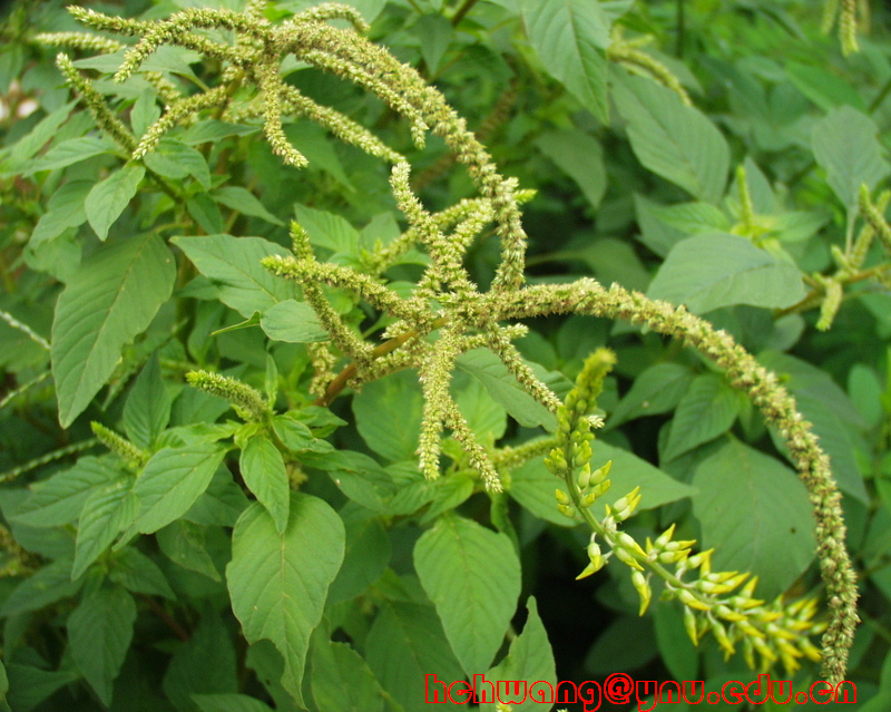 苋科 苋科(amaranthaceae)是被子植物门,双子叶植物纲的一科.