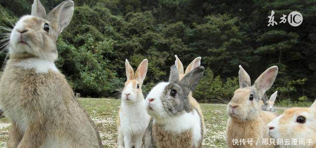 属兔人的运势尤其是1975年的,看完别哭!