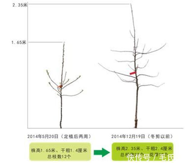 苹果树栽培技术｜苹果树带分枝大苗建园当年冬季修剪原则