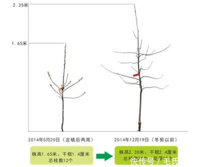 苹果树栽培技术|苹果树带分枝大苗建园当年冬季修剪原则