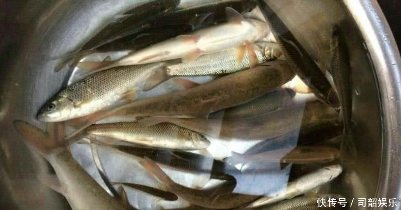 藏区基本没人钓鱼，高山冷水鱼的密度很大