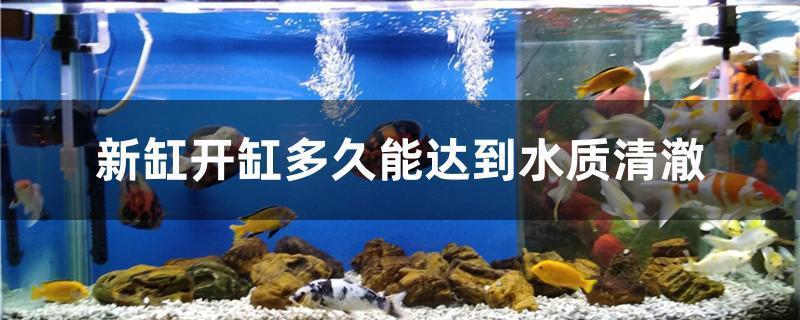 網(wǎng)上購買觀賞魚體路上死了不給補(bǔ)償違法嗎（網(wǎng)上購買觀賞魚體路上死了不給補(bǔ)償違法嗎） 網(wǎng)上購買觀賞魚