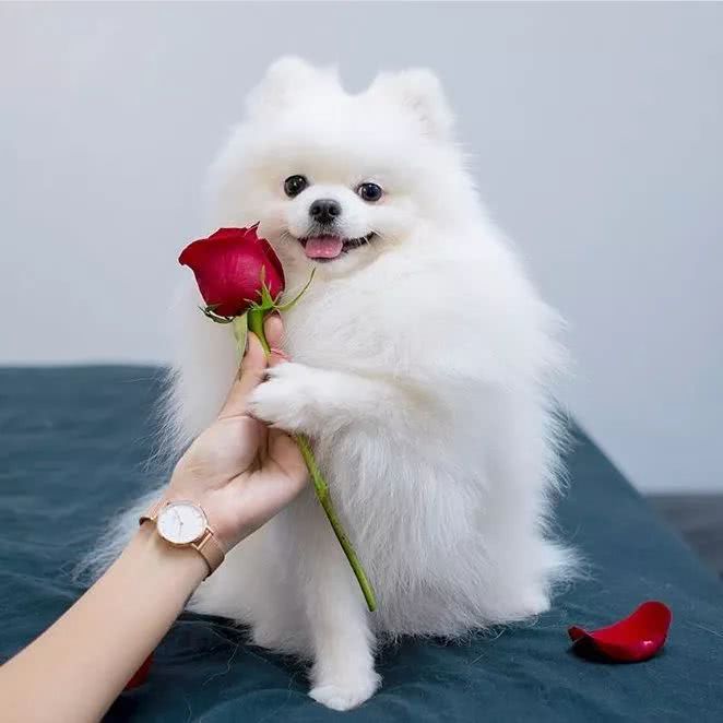 可爱的宠物狗图片小可爱 小可爱今天在家么