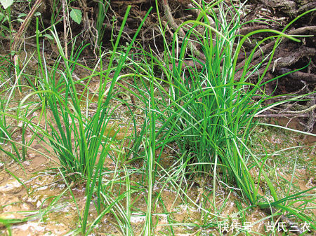 农民注意:野外看到像韭菜一样的植物不要采,采