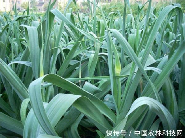 干货来啦!大蒜高产种植技术