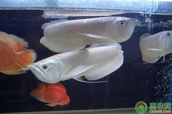 leecom是什么牌子的魚缸 水族問(wèn)答