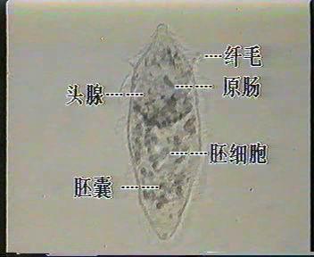 睾丸7个,排为一行;雌虫有卵巢一个,长日本血吸虫简介_什么是日本