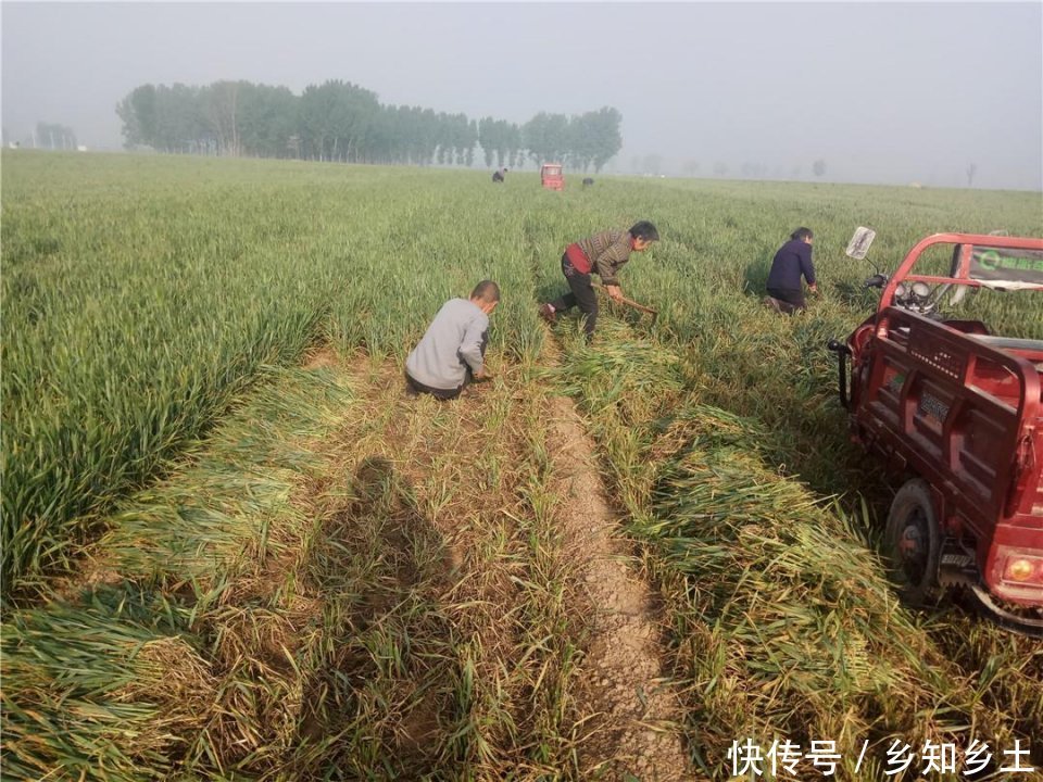 万亩小麦没出穗就被割，为啥农民做这么傻的事？