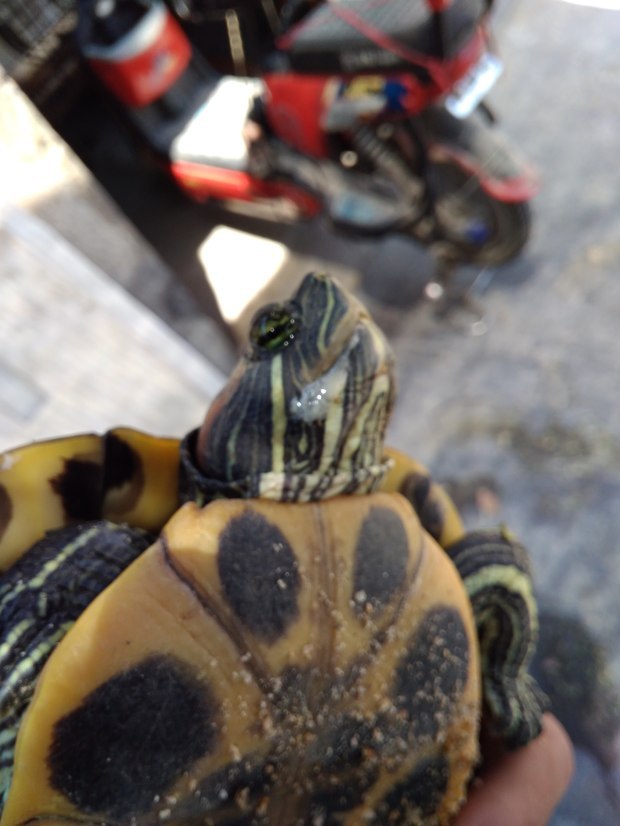 我的巴西龟最近总是口吐白沫,还张大嘴伸长脖