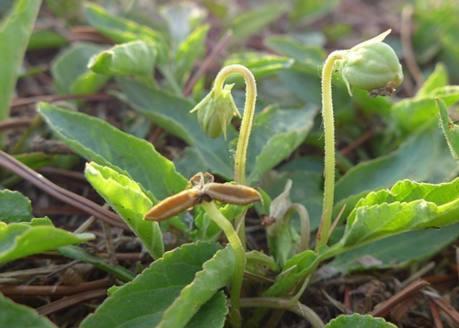 农村这种野菜，城里人都没见过，现在是农村的稀少良药