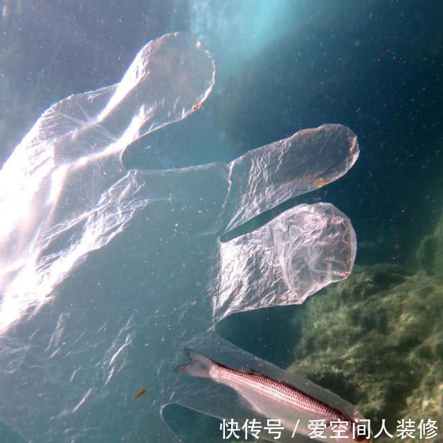 海里的一条小鱼因钻进塑料手套而死,画面令人