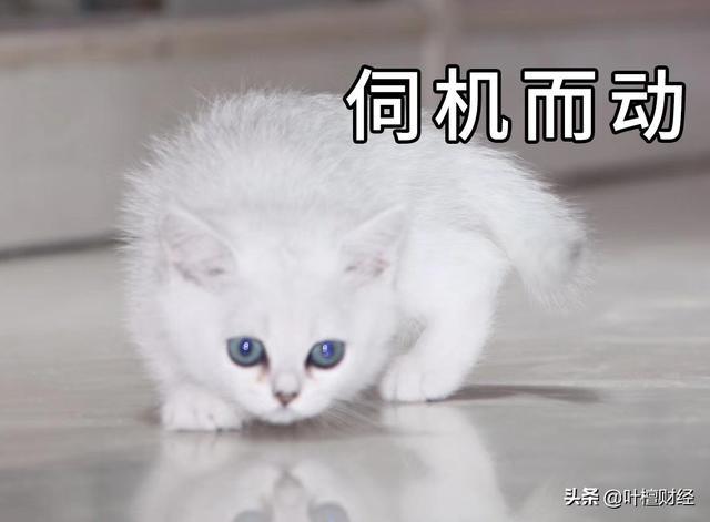 叶檀:楼市惊现涨停潮!最大的赢家出现了! 【猫