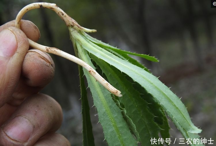 农村这种开紫色小花的野草，以前农民都讨厌，现在15一斤买不到