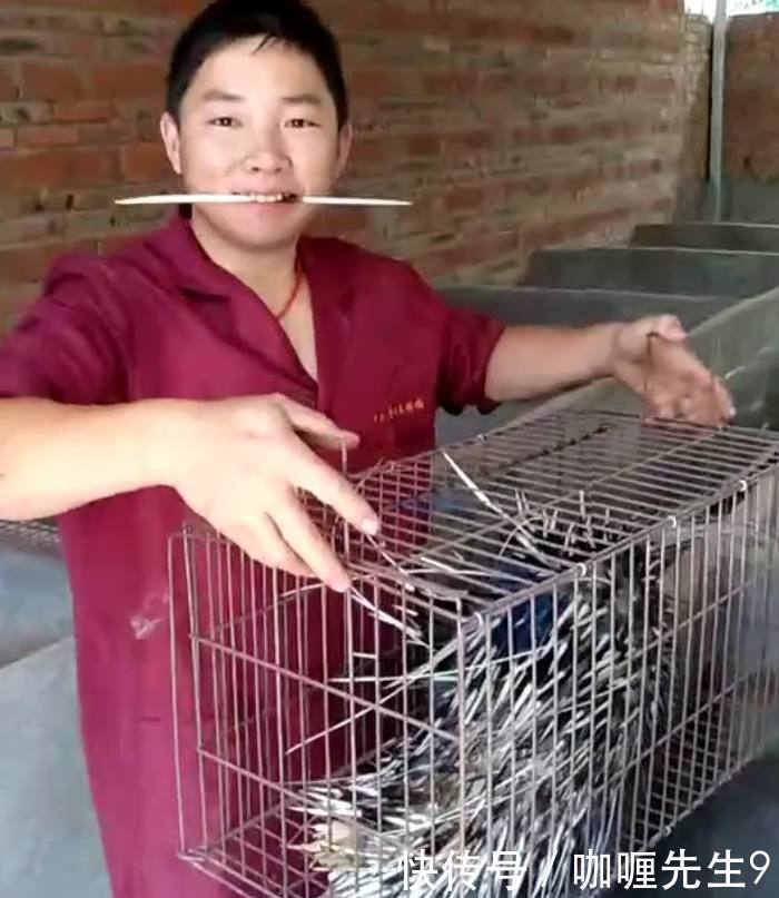 小伙放弃白领工作不干,回农村养“它”单只价值千元,年赚百万