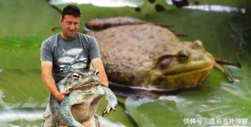 世界上最大的青蛙:非洲巨蛙重3千克长30厘米(