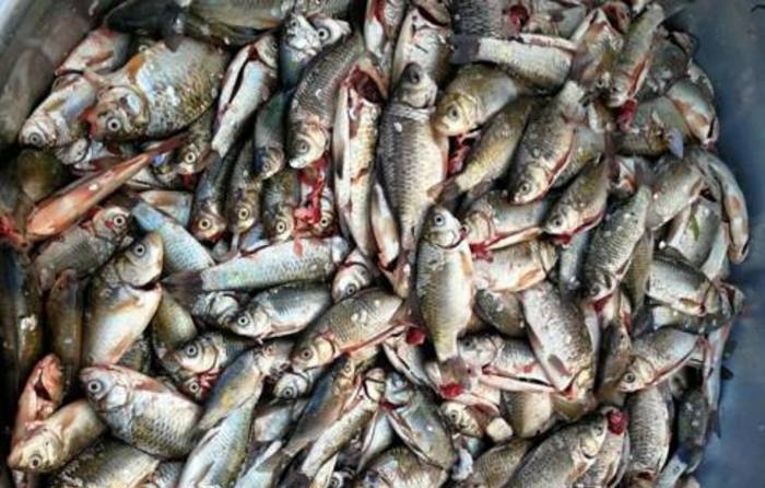 农村庙会上,大姐卖小河里的野味,稀罕物20元一斤大家都不认识