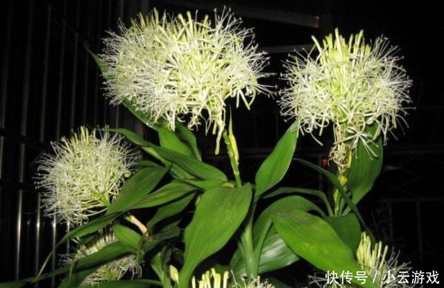 富贵竹几天喷一次水呢 t0163300699bdf8f446.jpg