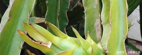 农业种植技术--你知道火龙果是怎么长出来吗!