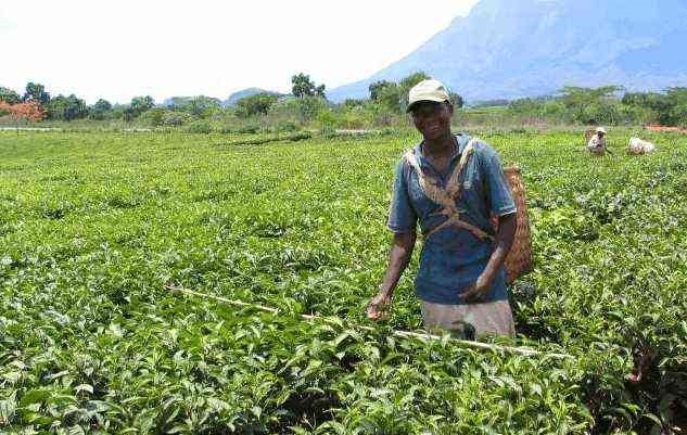 中国在非洲的影响力有多大?在这里居住的韩国