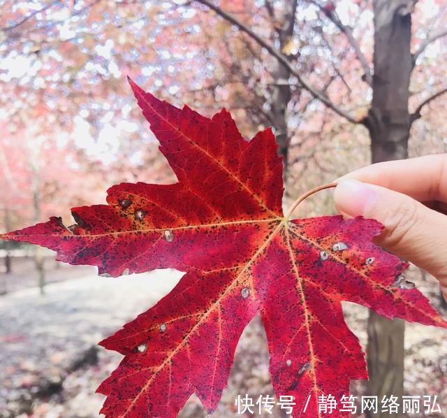 上海市金山廊下这里有个免费游玩的枫叶岛, 赏