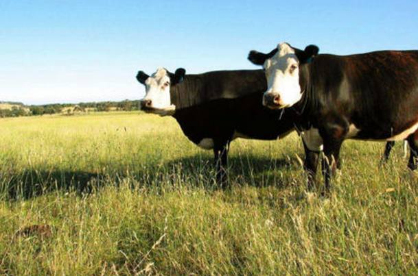 澳大利亚郁闷了!中国取消10多亿订单,转战巴西