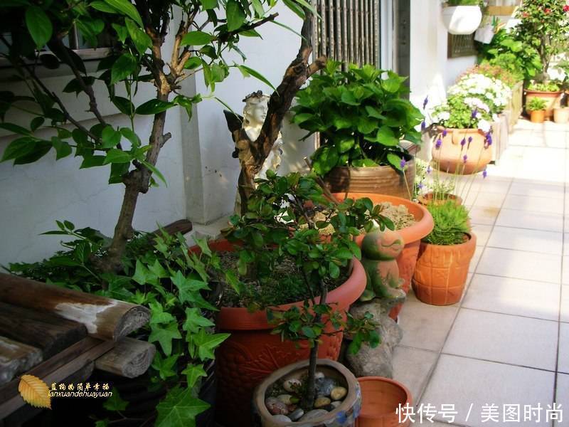 有个“露台花园”折腾,真好!此景此情,喝茶,看书 太惬意啦!