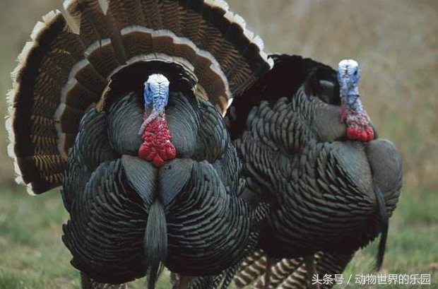 青铜火鸡,国家星火计划指定鸡种
