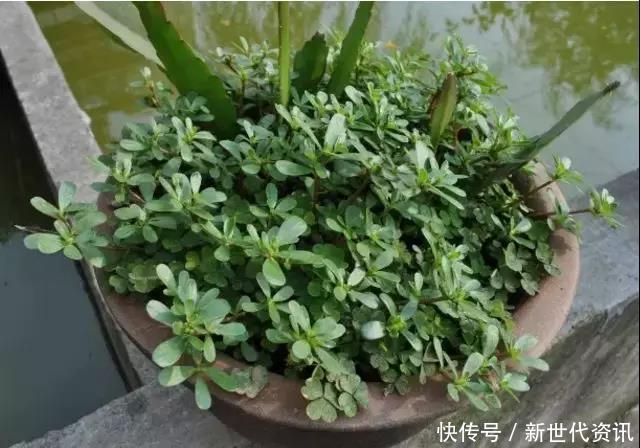 农村资源变草为宝,一月卖出5万多的利润