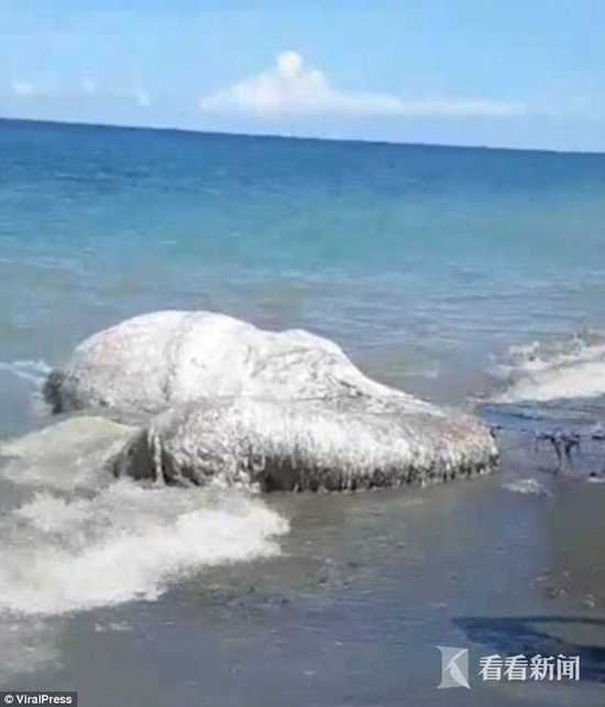 菲律宾海滩惊现长毛\＂海怪\＂尸体:物种不明 臭味奇特