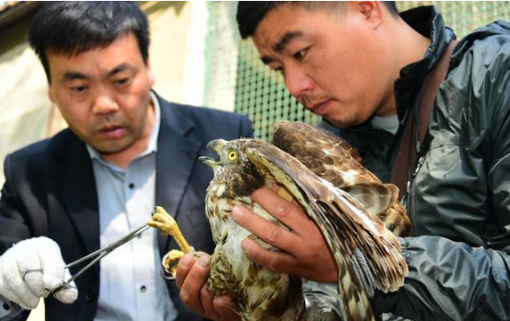 责任和义务的区别