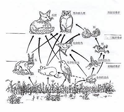 草原生态系统食物网