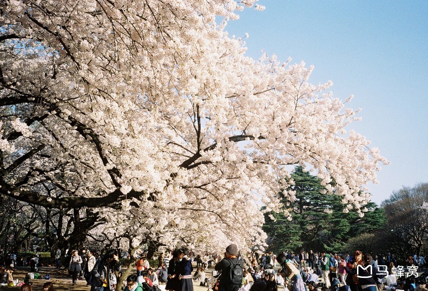 2018日本东京樱花什么时候开,2018东京樱花开放时间