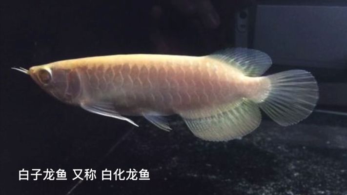 我想水測(cè)出來(lái)TDS400怎么辦 女王大帆魚苗