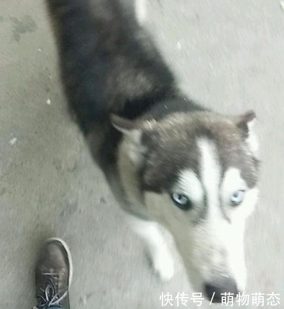 没捡过狗这次却捡了两只,如果都留下来养,就怕