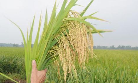 南\/北方水稻种植时间_一年几熟_什么时候成熟