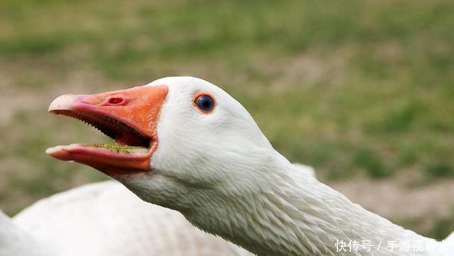 正规养鹅包回收厂家
