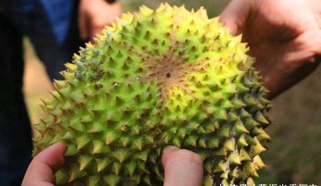 榴莲开口了但肉很硬