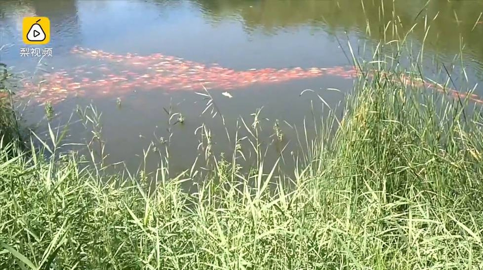 太原龙潭公园:数千锦鲤排长队 图片引众多网友转发