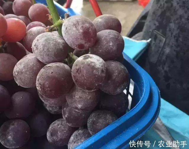 葡萄上锈斑、黑斑、白斑是咋回事?如何提高葡