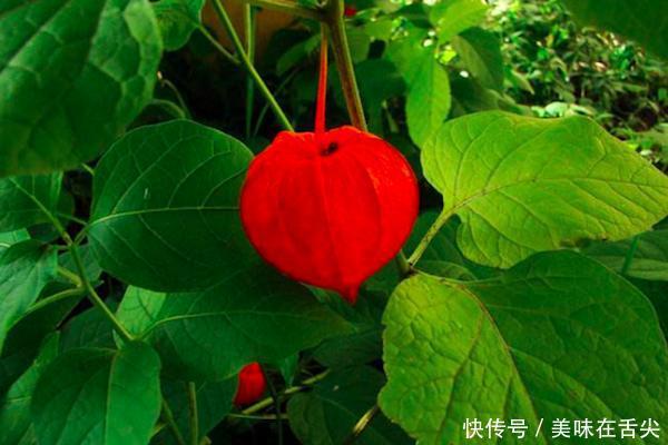 农村的奇怪的野果子叫“菇娘”，熟了的时候都抢着摘