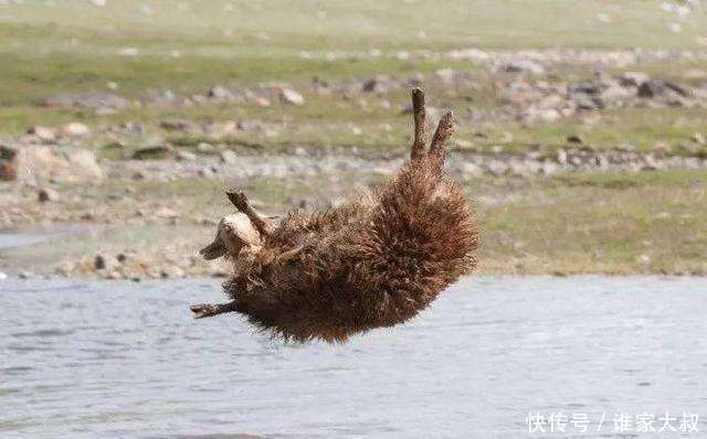 蒙古人给羊洗澡很粗狂, 直接扔进了河里, 羊做出