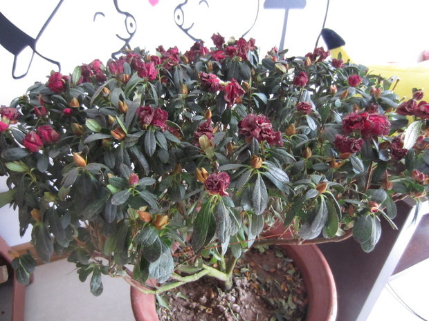 茶花开始掉叶子,杜鹃花都打蔫了图片